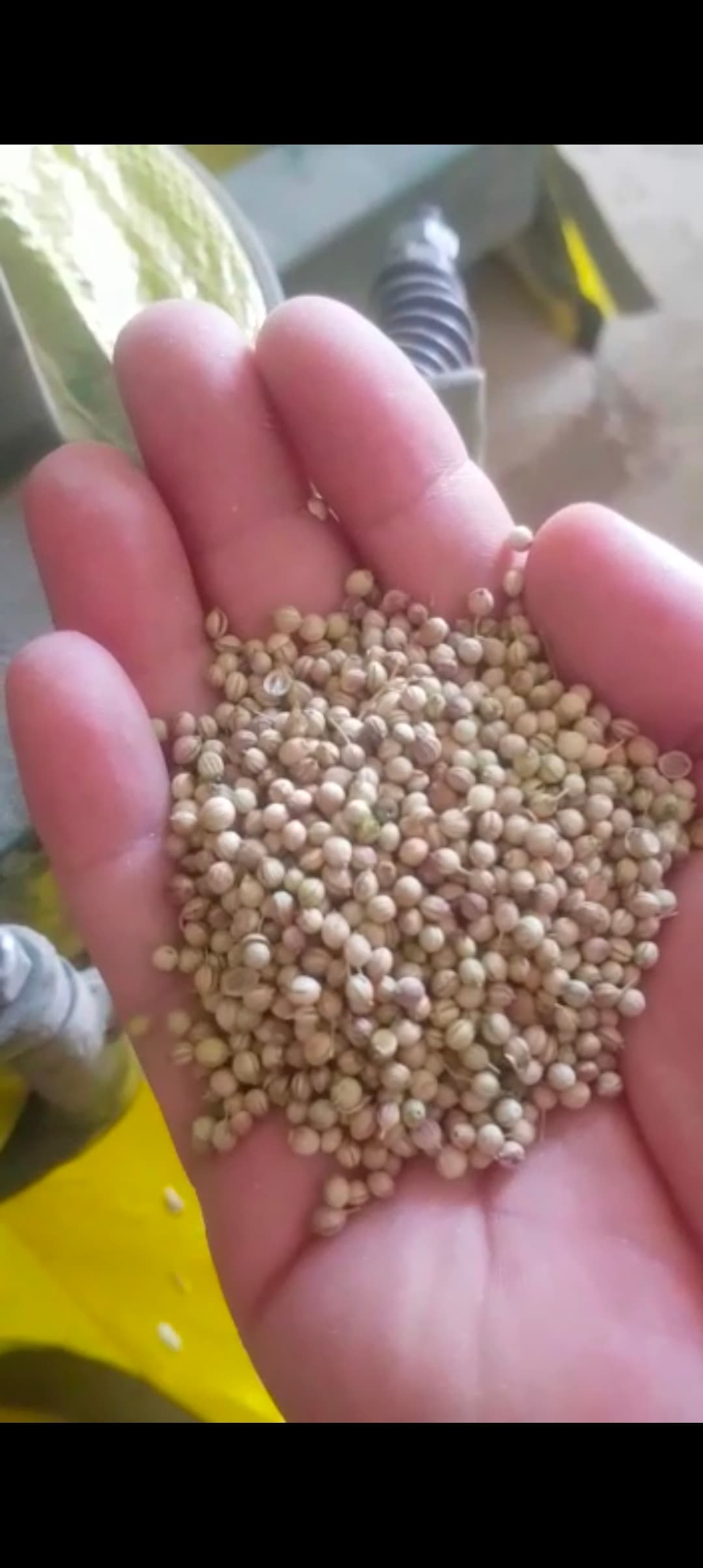 فروش عمده گشنیز نهاوند با کنترل کیفیت دارویی